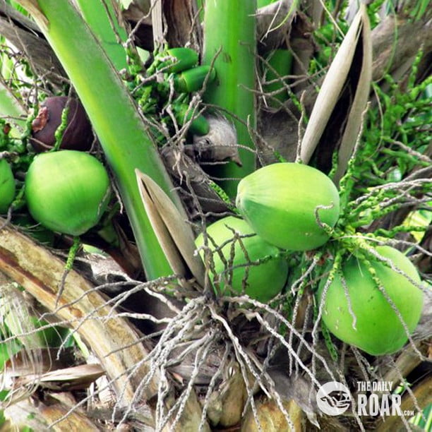 the coconut tree the philippines tree of life the daily roar the coconut tree the philippines tree